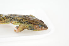 Load image into Gallery viewer, Grass Frog Specimen (4"-5", double-injected)