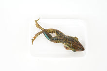 Load image into Gallery viewer, Grass Frog Specimen (4"-5", double-injected)