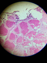 Load image into Gallery viewer, Advanced Student Microscope