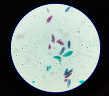 Load image into Gallery viewer, Advanced Student Microscope