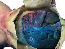 Load image into Gallery viewer, Grass Frog Specimen (4"-5", double-injected)