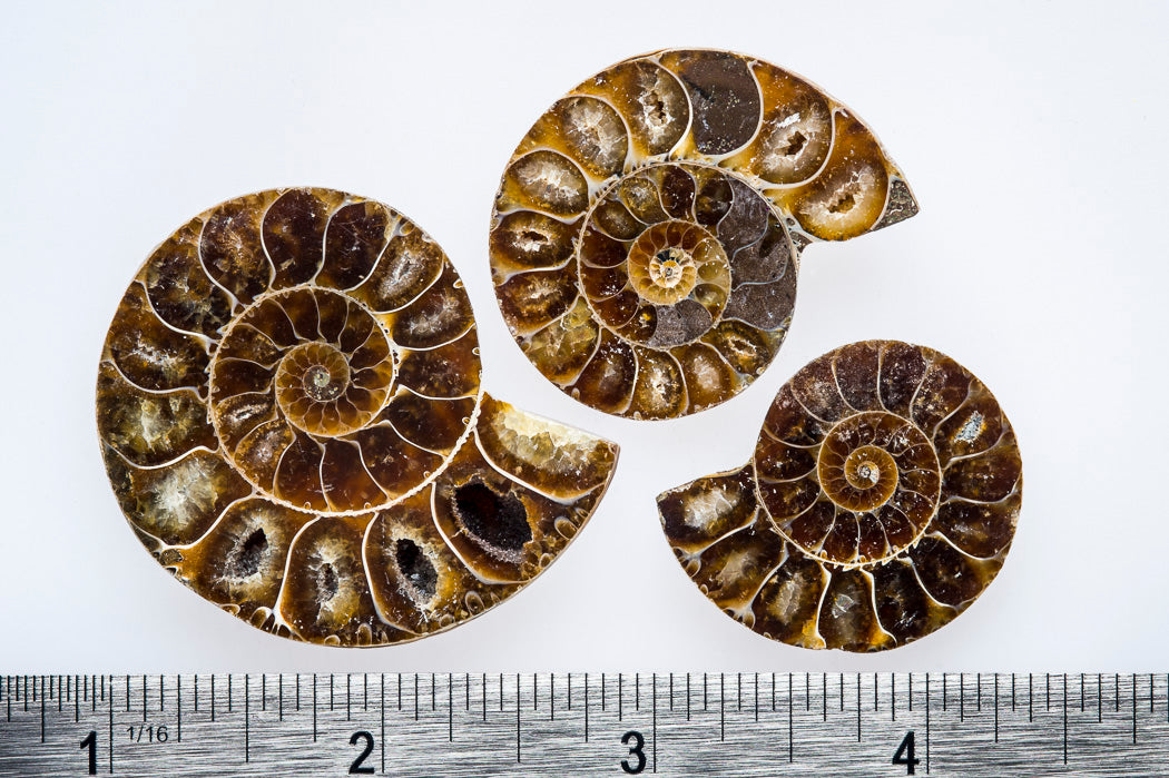 Ammonite (split pair)