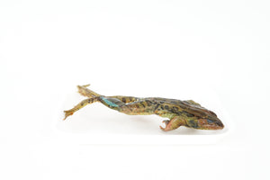 Grass Frog Specimen (4"-5", double-injected)