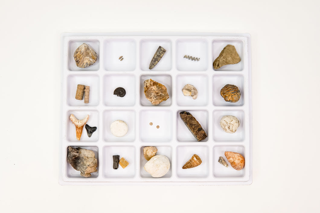 Essential Fossil Kit